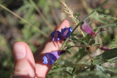 Penstemon richardsonii