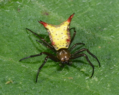 Micrathena crassa