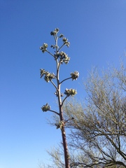 Agave murpheyi
