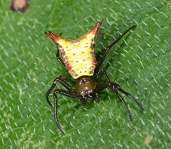 Micrathena crassa