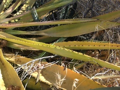 Agave murpheyi
