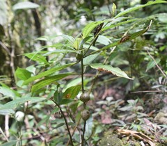 Cordia eriostigma