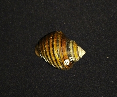 Opeatostoma pseudodon