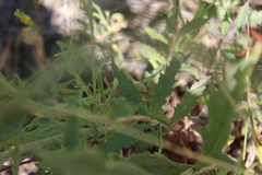 Penstemon richardsonii