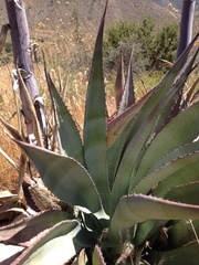 Agave delamateri