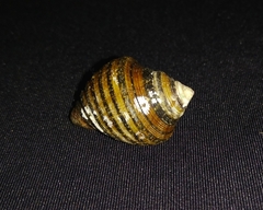 Opeatostoma pseudodon