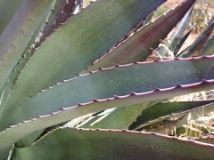 Agave delamateri