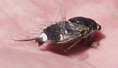 Cacama valvata