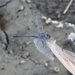Dythemis nigrescens