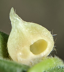 Caryomyia ansericollum