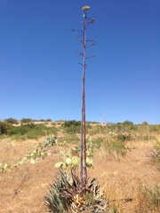 Agave delamateri