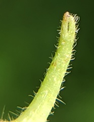 Caryomyia ansericollum