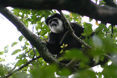 Colobus caudatus
