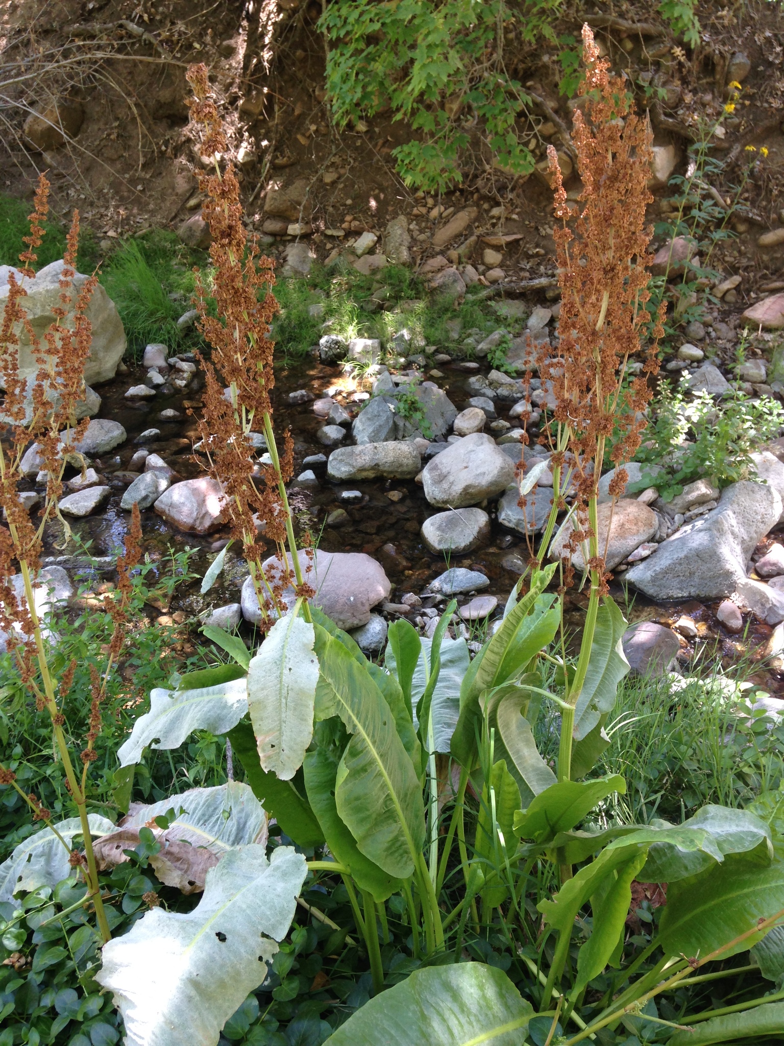Rumex orthoneurus