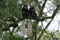 Colobus caudatus