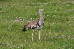 Ardeotis kori struthiunculus