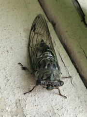 Neotibicen latifasciatus