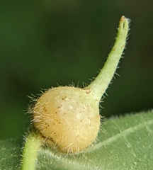 Caryomyia ansericollum
