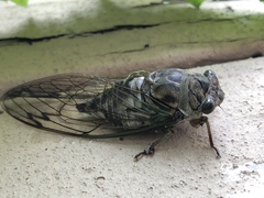 Neotibicen latifasciatus
