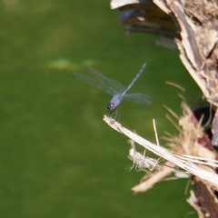 Dythemis nigrescens