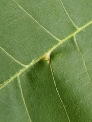 Caryomyia ansericollum