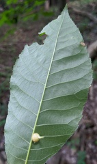 Caryomyia ansericollum