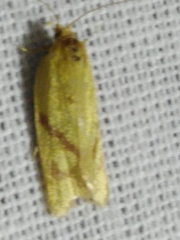 Clepsis pallidana