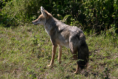 Canis lupaster bea