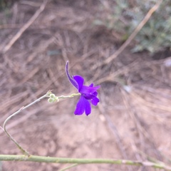 Delphinium consolida