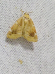 Cosmia diffinis