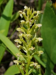 Platanthera flava herbiola
