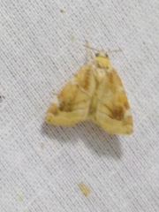 Cosmia diffinis
