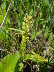 Platanthera flava herbiola