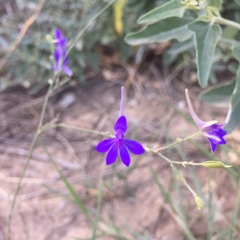 Delphinium consolida