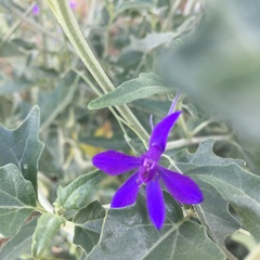 Delphinium consolida
