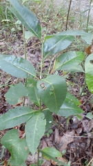 Asclepias quadrifolia