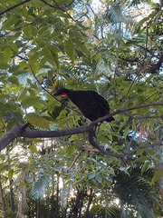 Penelope superciliaris