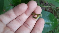 Asclepias quadrifolia