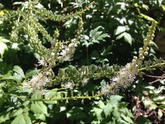 Actaea arizonica