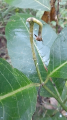 Asclepias quadrifolia