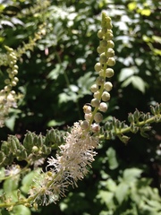 Actaea arizonica