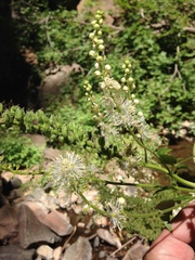 Actaea arizonica