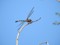 Phyllogomphoides suasus