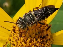 Boreocoelioxys