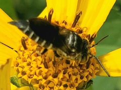 Boreocoelioxys