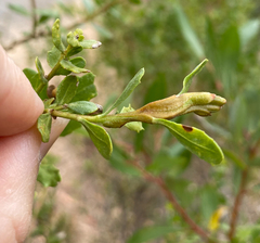 Rhopalomyia baccharis