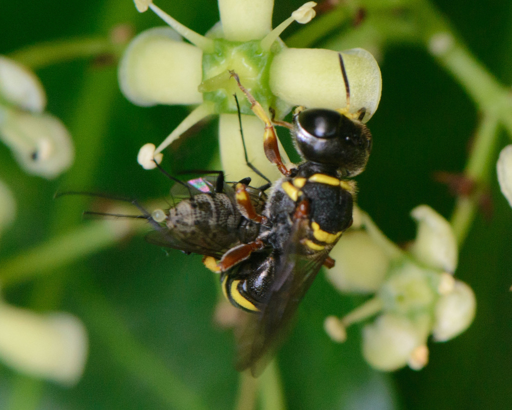 Ectemnius excavatus