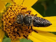 Boreocoelioxys