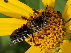 Boreocoelioxys