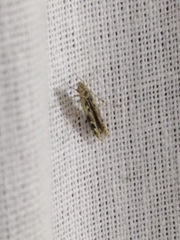 Batrachedra praeangusta